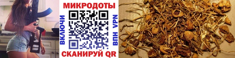 Псилоцибиновые грибы Psilocybe  Купить закладки  Вытегра 